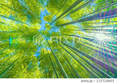 日本の横浜都市景観 黄色みがかり始めた美しい竹林と太陽光…希望の光…＝16日 115728603