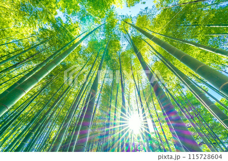 日本の横浜都市景観 黄色みがかり始めた美しい竹林と太陽光…希望の光…＝16日 115728604
