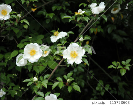 ナニワイバラのある風景 ナニワイバラのある風景 115728608