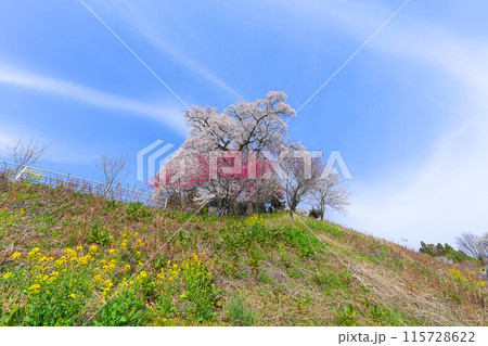 天神夫婦桜 天神夫婦桜 115728622