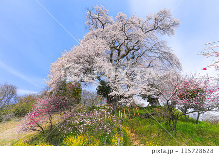 天神夫婦桜 天神夫婦桜 115728628