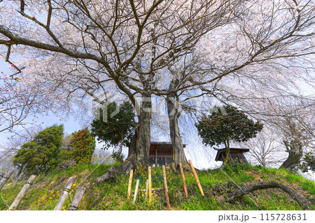 天神夫婦桜 115728631