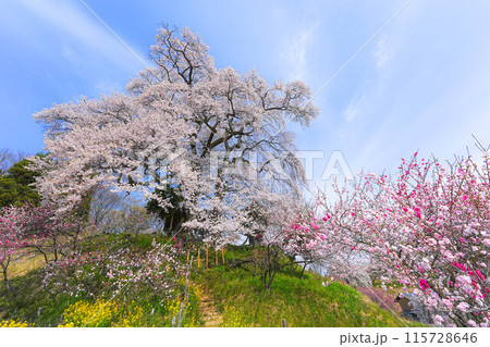 天神夫婦桜 115728646