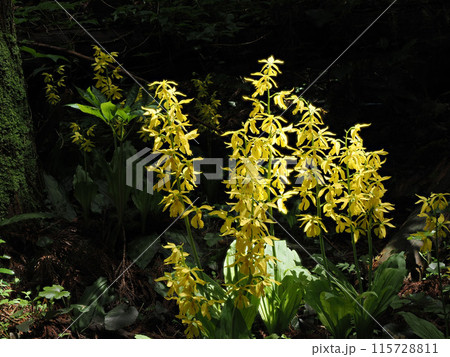キエビネのある風景 キエビネのある風景 115728811