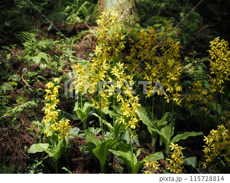 キエビネのある風景 キエビネのある風景 115728814