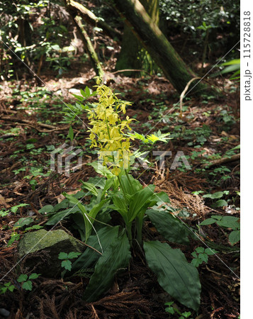 キエビネのある風景 キエビネのある風景 115728818