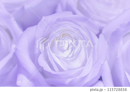 紫の薔薇 紫の薔薇 115728838