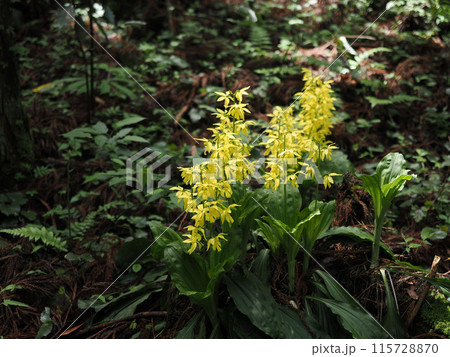 キエビネのある風景 キエビネのある風景 115728870