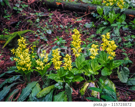 キエビネのある風景 キエビネのある風景 115728872