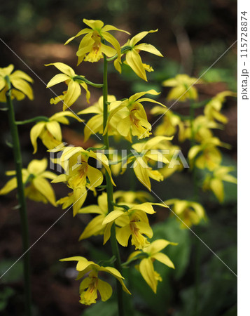 キエビネのある風景 キエビネのある風景 115728874