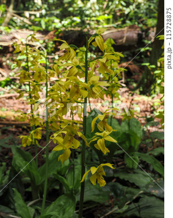 キエビネのある風景 キエビネのある風景 115728875