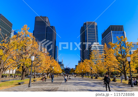 東京 千代田区 丸の内 行幸通りの紅葉 東京 千代田区 丸の内 行幸通りの紅葉 115728886