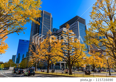 東京 千代田区 丸の内 行幸通りの紅葉 東京 千代田区 丸の内 行幸通りの紅葉 115728890