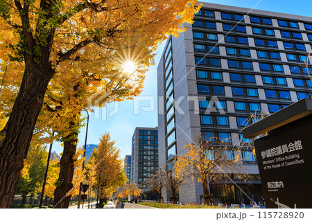 東京　千代田区 永田町　参議院議員会館 周辺の紅葉 115728920