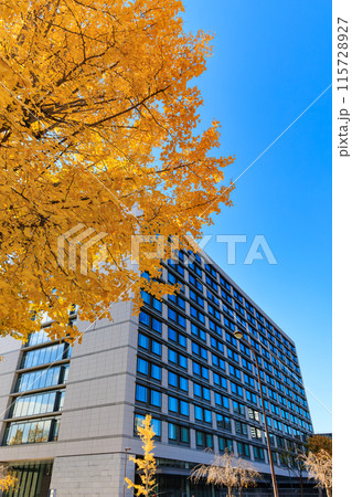 東京　千代田区 永田町　参議院議員会館 周辺の紅葉 115728927
