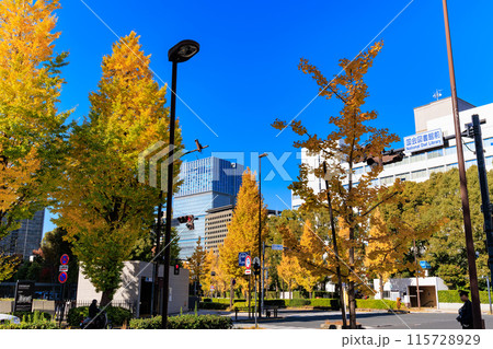 東京　千代田区 永田町　参議院議員会館 周辺の紅葉 115728929