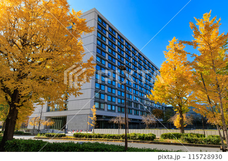 東京　千代田区 永田町　参議院議員会館 周辺の紅葉 115728930