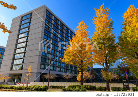 東京　千代田区 永田町　参議院議員会館 周辺の紅葉 115728931