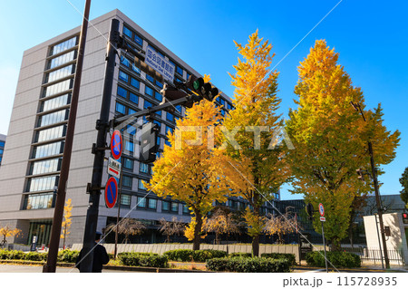 東京 千代田区 永田町 参議院議員会館 周辺の紅葉 東京 千代田区 永田町 参議院議員会館 周辺の紅葉 115728935