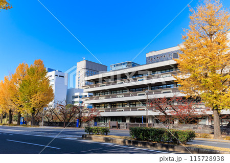 東京 千代田区 永田町 国会図書館 周辺の紅葉 東京 千代田区 永田町 国会図書館 周辺の紅葉 115728938