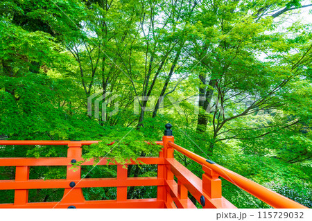 京都 北野天満宮のもみじ苑 朱の舞台と青もみじ 京都 北野天満宮のもみじ苑 朱の舞台と青もみじ 115729032