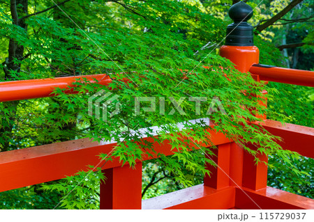 京都　北野天満宮のもみじ苑　朱の舞台と青もみじ 115729037