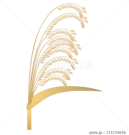 A panicle of ripe millet isolated on a white background. A panicle of ripe millet isolated on a white background. 115729056
