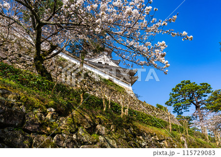 【日本100名城】春の高知城 本丸石垣と天守とソメイヨシノ2 高知県高知市 【日本100名城】春の高知城 本丸石垣と天守とソメイヨシノ2 高知県高知市 115729083
