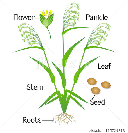 Parts of a millet plant on a white background. 115729218