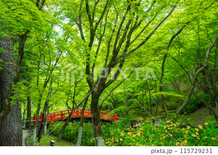 京都市　北野天満宮の朱塗りの鶯橋と青もみじ 115729231