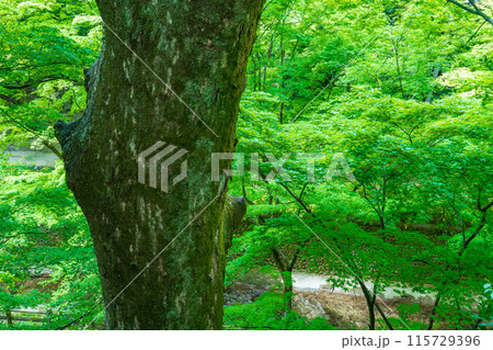 京都市　北野天満宮のもみじ苑の瑞々しい青もみじ 115729396