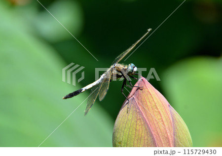埼玉県深谷市岡の中宿歴史公園 水辺のハスにとまるトンボ 埼玉県深谷市岡の中宿歴史公園 水辺のハスにとまるトンボ 115729430