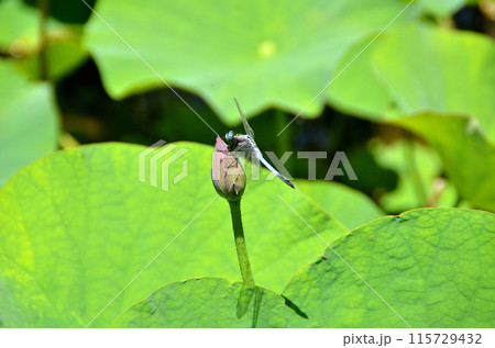 埼玉県深谷市岡の中宿歴史公園 水辺のハスにとまるトンボ 埼玉県深谷市岡の中宿歴史公園 水辺のハスにとまるトンボ 115729432