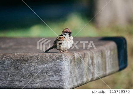 スズメ スズメ 115729579
