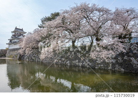富山城と桜 115730019