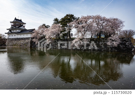 富山城天守と桜 富山城天守と桜 115730020