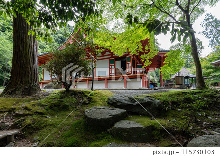 観心寺の本堂と苔 観心寺の本堂と苔 115730103