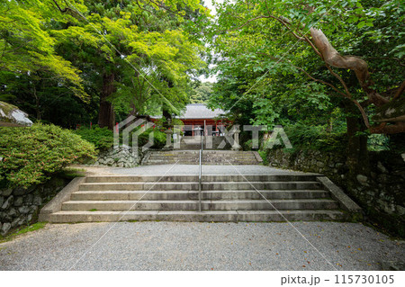 観心寺の青紅葉と石段 115730105