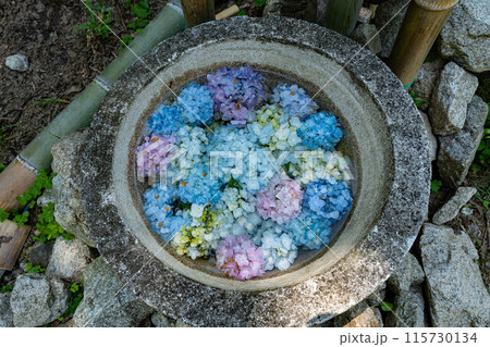 奥河内あじさい公園の紫陽花手水 115730134
