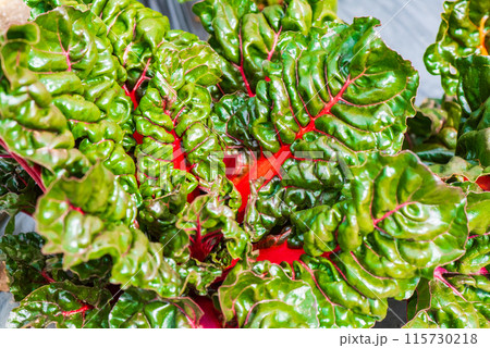 スイスチャード　（フダンソウ） 115730218