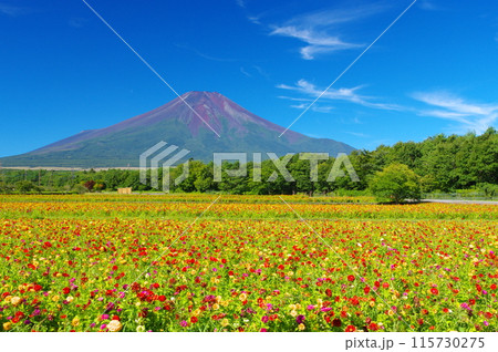 百日草と富士 115730275