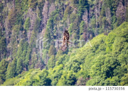 新緑に包まれた山の風景とイヌワシ 新緑に包まれた山の風景とイヌワシ 115730356