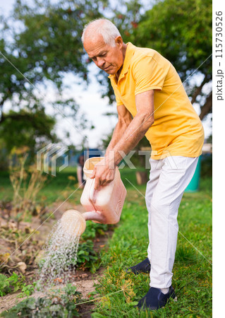 Skilled senior worker taking care of the strawberries in garden, watering plants Skilled senior worker taking care of the strawberries in garden, watering plants 115730526