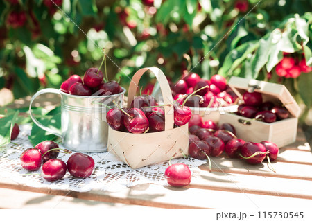 harvest of juicy cherry berry on table in cherry garden 115730545