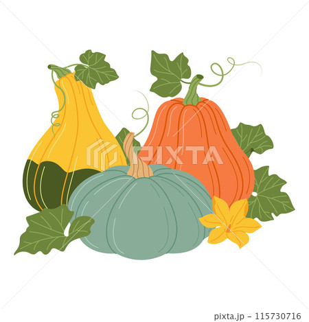 Colorful Pumpkins with vines, flower and leaves. Colorful Pumpkins with vines, flower and leaves. 115730716