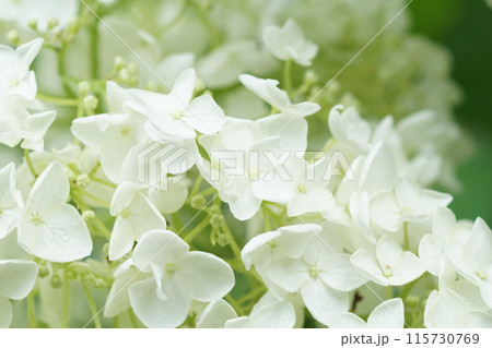 あじさい（紫陽花）六月中旬撮影 115730769