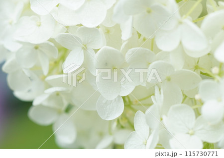 あじさい(紫陽花)六月中旬撮影 あじさい(紫陽花)六月中旬撮影 115730771