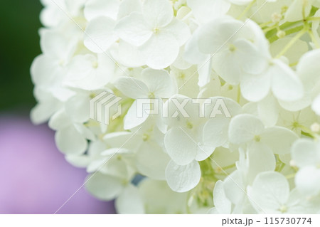 あじさい（紫陽花）六月中旬撮影 115730774