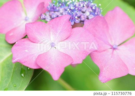 あじさい(紫陽花)六月中旬撮影 あじさい(紫陽花)六月中旬撮影 115730776