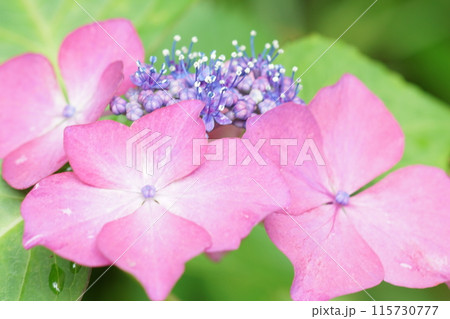 あじさい（紫陽花）六月中旬撮影 115730777